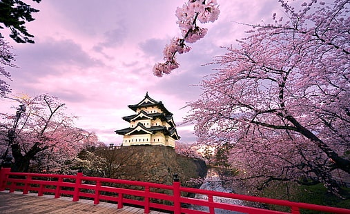 桜、日本、白と黒の家、アジア、日本、旅行、美しい、春、桜、花、木、城、シーズン、花、ピンクの花、 HDデスクトップの壁紙 HD wallpaper