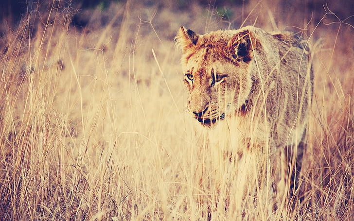ธรรมชาติสิงโตอะนิเมะสัตว์แมวใหญ่, วอลล์เปเปอร์ HD