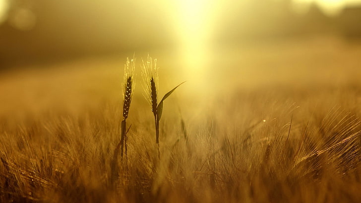 wheat, plants, nature, field, depth of field, yellow, spikelets, sunlight, HD wallpaper