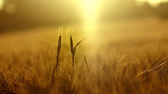 пшеница, растения, природа, поле, глубина резкости, жёлтый, колоски, солнечный свет, HD обои HD wallpaper