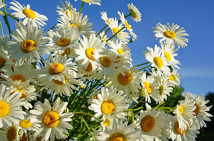 campo di girasoli, margherite, fiore, cielo, soleggiato, estivo, Sfondo HD