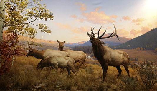 Hayvan, Elk, HD masaüstü duvar kağıdı HD wallpaper