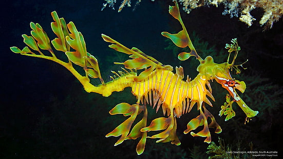 Frondoso Seadragon, Adelaida, Australia del Sur, Ocean Life, Fondo de pantalla HD HD wallpaper