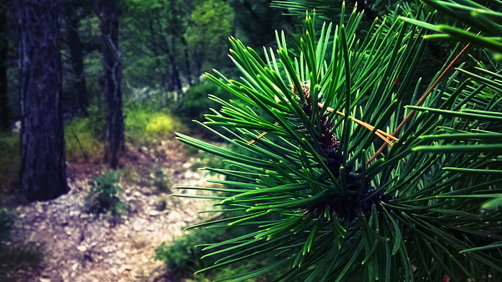 plants, forest, green, pine trees, closeup, trees, nature, HD wallpaper