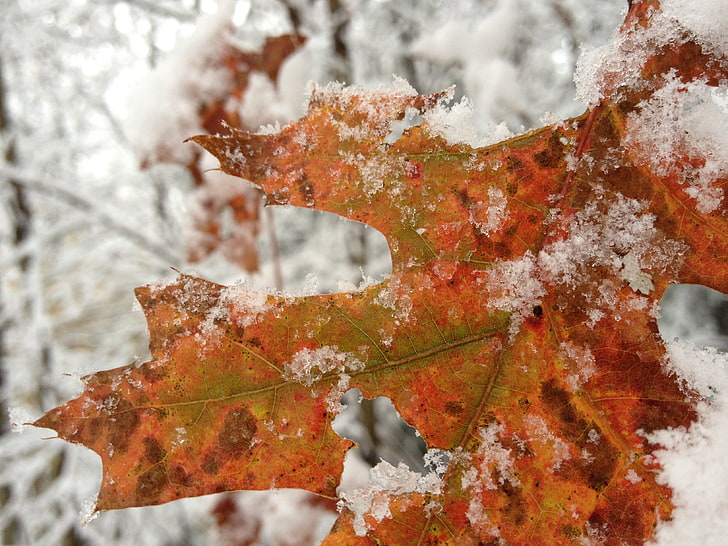 ฤดูหนาวใบไม้ต้นไม้หิมะการถ่ายภาพธรรมชาติ, วอลล์เปเปอร์ HD