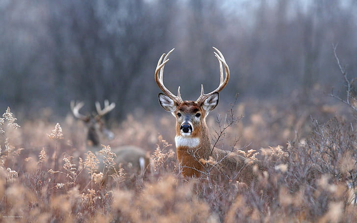 animals, Deer, Depth Of Field, field, forest, HD wallpaper