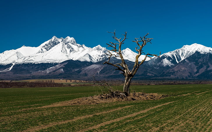 bare tree, nature, landscape, trees, field, Tatra Mountains, Slovakia, snow, hills, forest, HD wallpaper