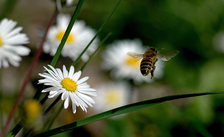 Bee Flying, honeybee and white daisy flower, Animals, Insects, Flying, HD wallpaper