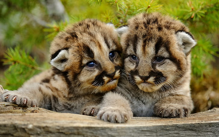Small puma cats, puma, mountain lion, cougar, young, small, HD wallpaper