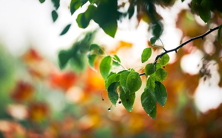 green-leafed tree, macro, drops, spring, leaves, branch, HD wallpaper
