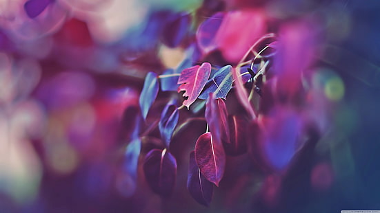 lila Blätter, lila Blätter, Natur, Makro, Blätter, Pflanzen, HD-Hintergrundbild HD wallpaper