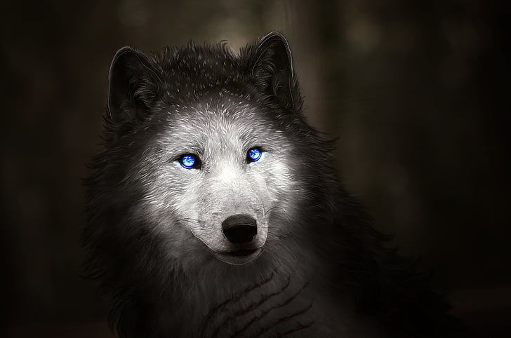 lobo preto e cinza, lobo, olhos azuis, arte digital, HD, HD papel de parede
