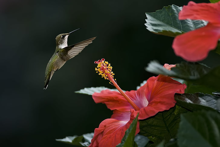 green and brown hummingbird, flower, bird, focus, Hummingbird, hibiscus, HD wallpaper