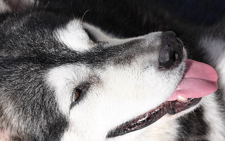 adulto Siberian husky, husky, cane, museruola, lingua, maculato, Sfondo HD