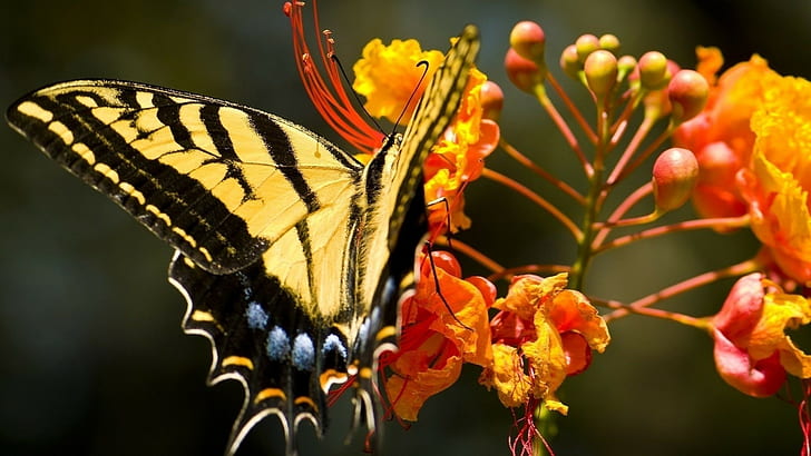 пеперуда, насекомо, цветя, оранжеви цветя, отблизо, цветни, животни, HD тапет