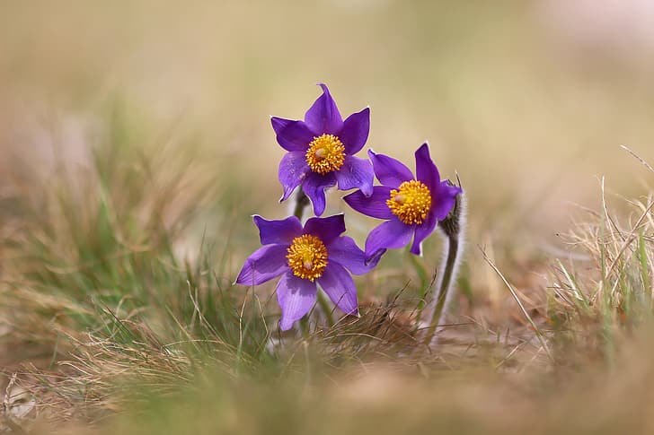 Blumen, Frühling, Traumgras, HD-Hintergrundbild