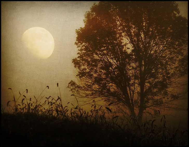 silhouette of tree and grass with moon wallpaper, fog, tree, Sepia, HD wallpaper