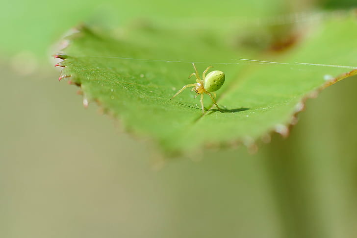 green Crab Spider on plant leaf in selective focus photography, spider, spider, acrobat, green Crab, Crab Spider, plant, leaf, selective focus, photography, toile, web, Spinnwebe, macro, bokeh, Araniella cucurbitina, nature, insect, animal, green Color, close-up, HD wallpaper