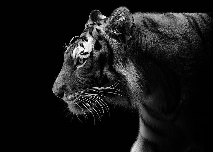 gråskala av tiger, tiger, den mörka bakgrunden, rovdjur, profil, svartvitt, vildkatt, HD tapet