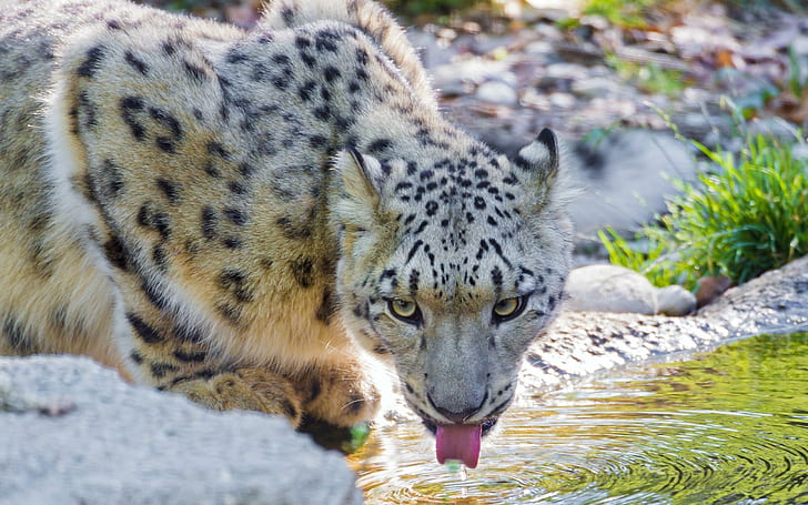 Snow Leopard питейна вода, снежен леопард, животни, 2560x1600, вода, леопард, снежен леопард, HD тапет