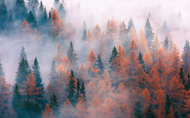 Skog, träd, dimma, höst, skog, träd, dimma, höst, HD tapet