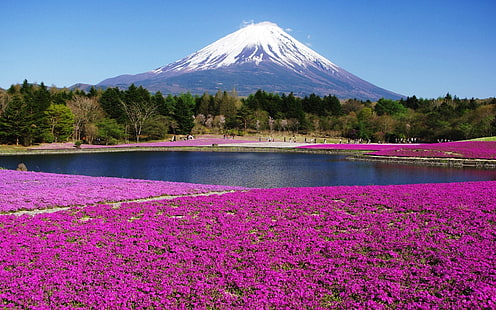 Остров Хонсю Япония-HD Обои Декорации, фиолетовые цветы, HD обои HD wallpaper