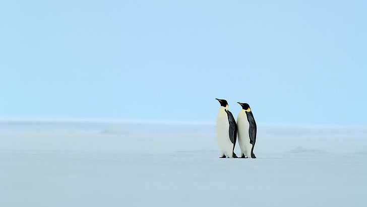 two white-and-black penguins, animals, penguins, ice, cold, iceberg, birds, HD wallpaper