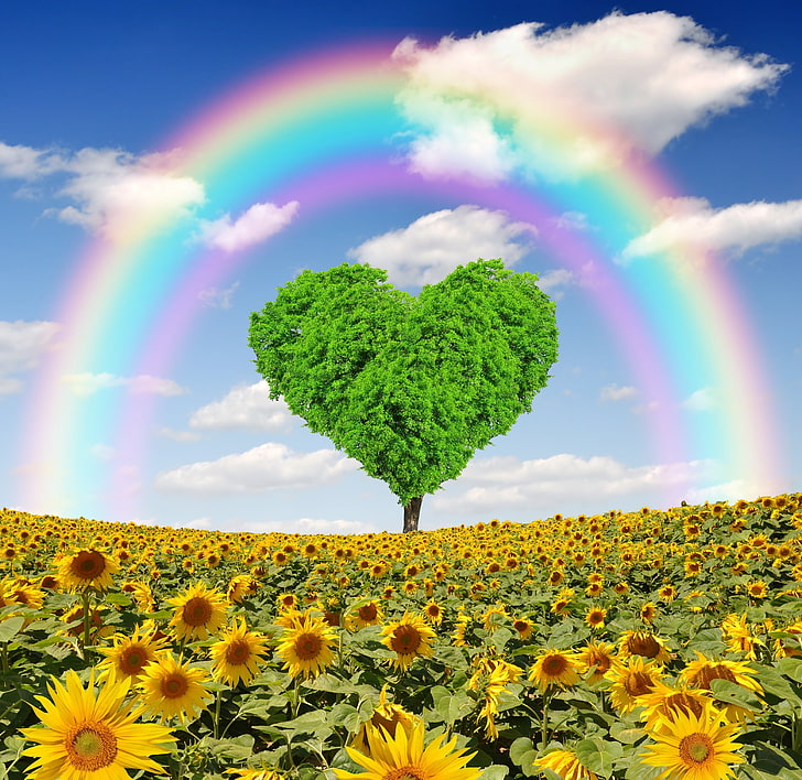 grönt hjärtaträd på solrosfält, fält, solrosor, träd, hjärta, vår, regnbåge, kärlek, äng, HD tapet