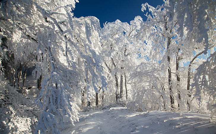 Лес, тропа, зима, деревья, наполненные снегом, снег, лес, деревья, зима, тропа, HD обои