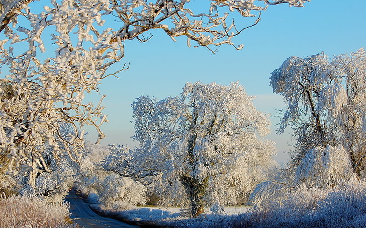 الأشجار المغطاة بالثلوج ، الأشجار ، الصقيع ، الطريق ، الأسفلت ، بشكل واضح، خلفية HD