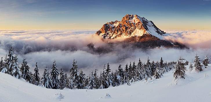 4k, 8k, brouillard, 5k, montagnes, pins, neige, Slovaquie, Fond d'écran HD