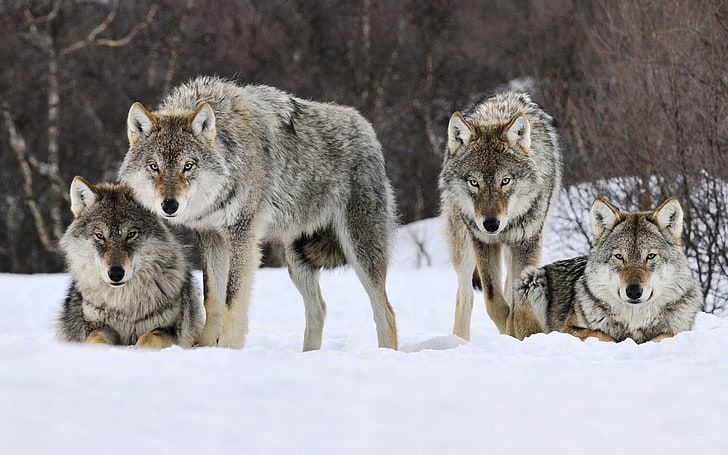Wolves, Snow, Pack, Predator, HD wallpaper