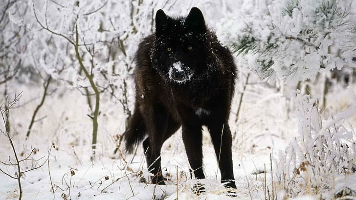 lobo, animales, nieve, Fondo de pantalla HD