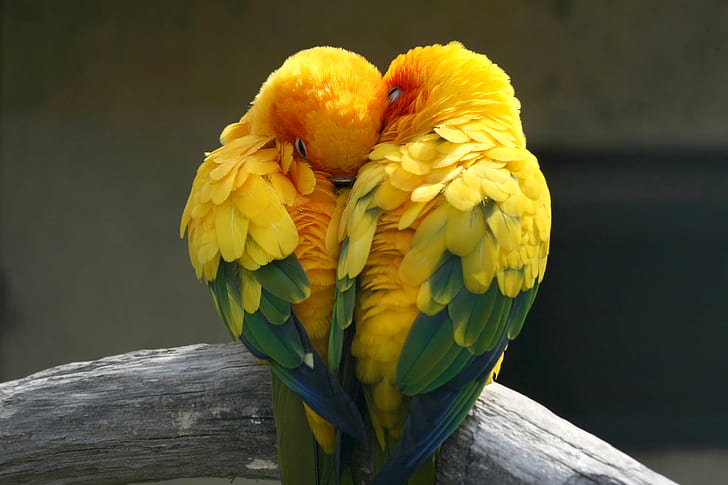 uccelli, pappagallo, amore, tropicale, Sfondo HD