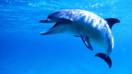 dolphin, bottlenose dolphin, water, mammal, marine biology, HD wallpaper HD wallpaper