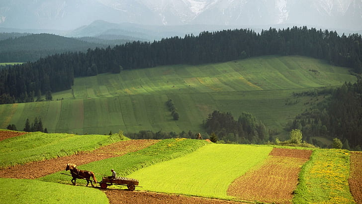 Parfait paysage alpin rural, chariot en bois brun, montagnes, chariot, rural, champs, cheval, nature et paysages, Fond d'écran HD