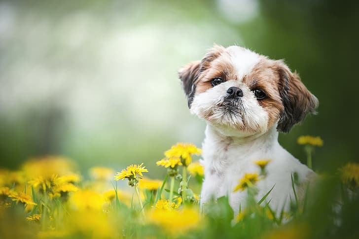 ดู, ดอกไม้, แนวตั้ง, สุนัข, ดอกแดนดิไลอัน, ใบหน้า, โบเก้, หมา, ชิสุ, วอลล์เปเปอร์ HD