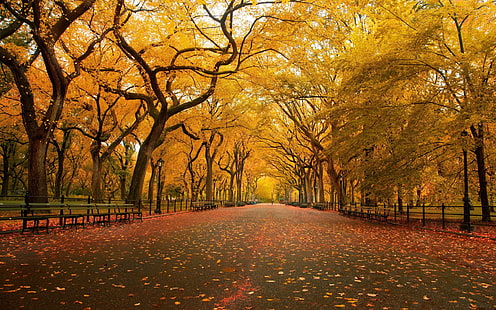 Autumn HD, fotografi, musim gugur, Wallpaper HD HD wallpaper