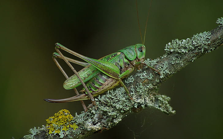 Cricket, green grasshopper, animals, 2560x1600, insect, cricket, HD wallpaper
