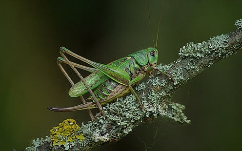 Крикет, зеленый кузнечик, животные, 2560x1600, насекомое, крикет, HD обои HD wallpaper