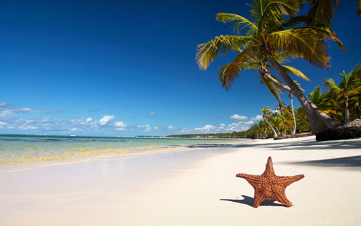 Bintang laut pantai tropis, bintang laut coklat, pantai, alam, tropis, bintang laut, Wallpaper HD