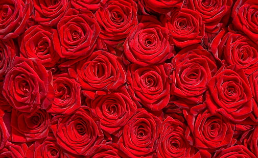 * Million roses *, bed red roses, roses, petals, bouquet, wonderful, amazing, red-roses, HD wallpaper HD wallpaper