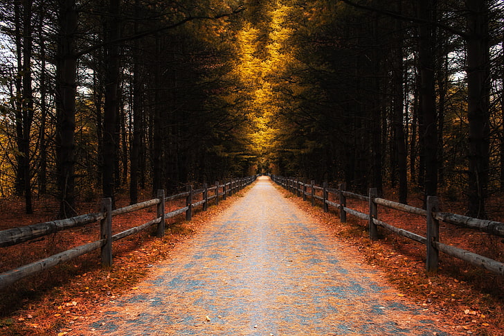 pavimento de hormigón gris, carretera, otoño, bosque, hojas, árboles, la valla, Fondo de pantalla HD