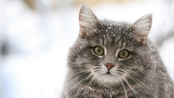 Cat Snow HD, animaux, chat, neige, Fond d'écran HD
