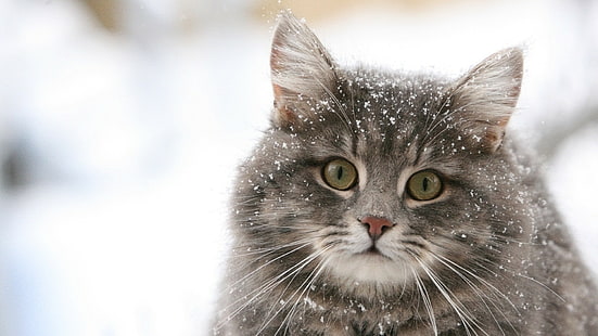 Cat Snow HD สัตว์แมวหิมะ, วอลล์เปเปอร์ HD HD wallpaper