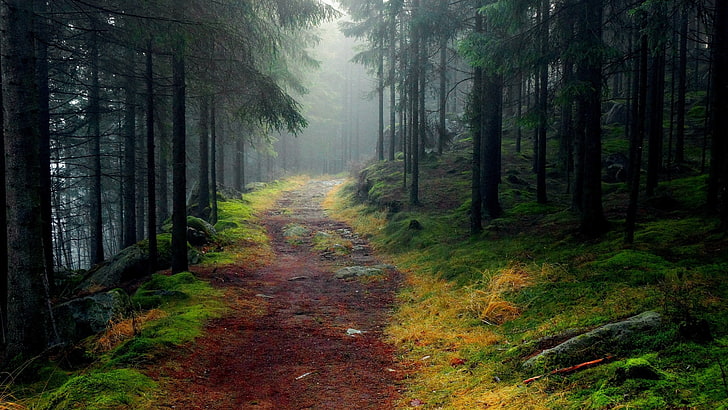 forest digital wallpaper, nature, road, trees, forest, HD wallpaper