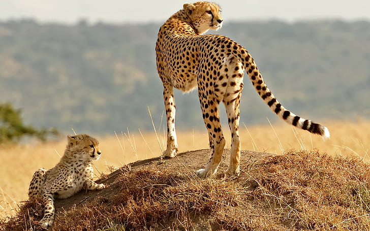 Cheetahs family, cheetahs, cats, family, cub, kitten, hill, grass, eyes, HD wallpaper