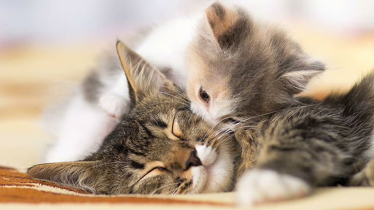 cute, kitten, kiss, sweet, cat, mom, cutest, HD wallpaper