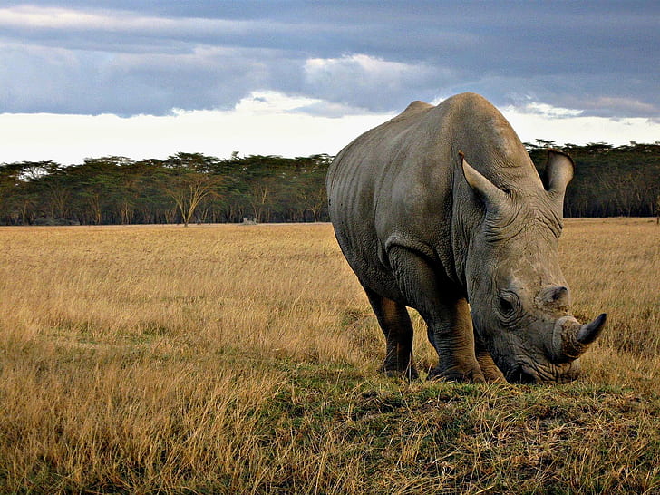 кафяв носорог върху зелена трева през деня, кения, кения, кения, кафяв, носорог, зелена трева, през деня, накуру, му, носорог, животно, дива природа, природа, Африка, сафари Животни, бял носорог, бозайник, животни в дивата природа, голям, савана, рога, резерват за дивата природа, равнина, трева, национален парк, сафари, слон, HD тапет