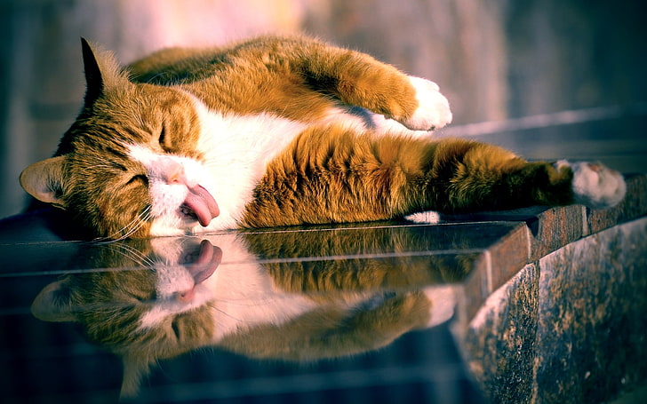 brown and white cat, cat, lying, tongue, playful, glass, striped, HD wallpaper